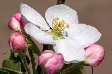 Beautiful flowers of the blossoming apple tree in the spring time/The Apple Blossom