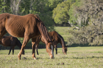 Quarter horses graze in pasture