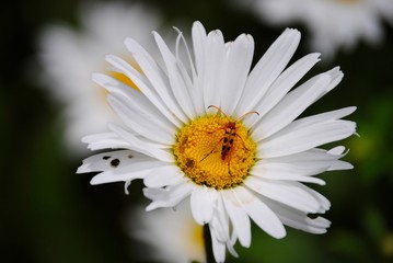 Obraz premium Ragged Daisy