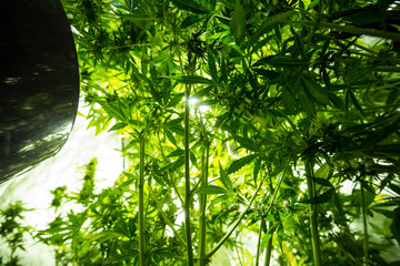 Fototapeta premium Marijuana cultivation indoor growing, Cannabis plants in grow box