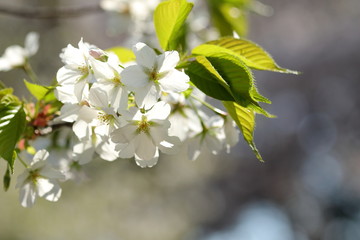 桜の風景