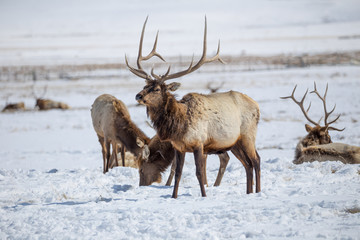 Bull Elk