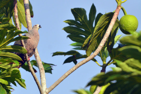 Pacific imperial pigeon sit on a Breadfruit tree in Rarotonga Cook Islands