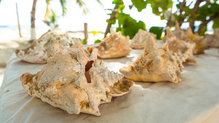 Paradise tropical in Belize Central America, seashell