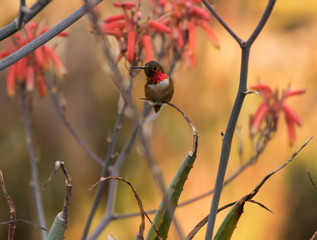 Beautiful Allen's hummingbird sitting on cactus