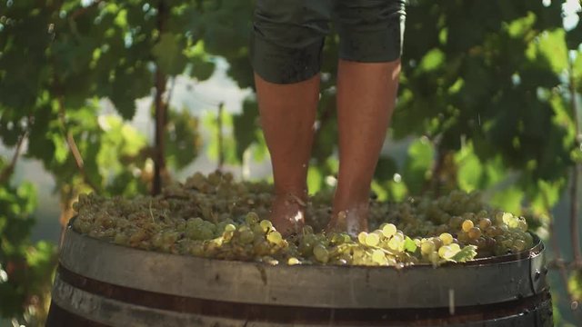 Legs of guy in green shorts stomping white grapes in wooden barrel at winery making wine, close up sunny summer day outdoors