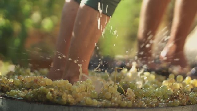Two pair of unrecognizable men legs stomps grapes at winery making wine, close up sunny summer day outdoors
