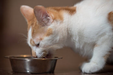 Cat eating from silver bowl
