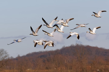 Migrating Snow Geese in Flight