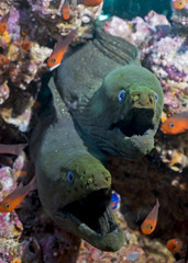Fototapeta na wymiar Two Moray Eels in remote offshore Malpelo Island, UNESCO World Heritage Site in Colombia