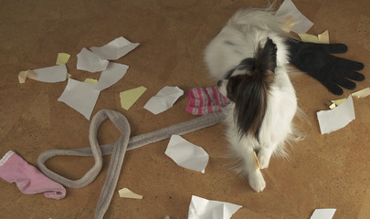 Dog Papillon arranged a pogrom in house scattered things and tore the paper