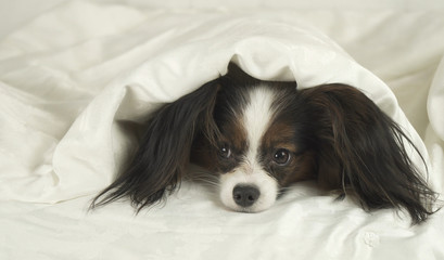 Dog Papillon crawls out from under the blankets and jumps off bed