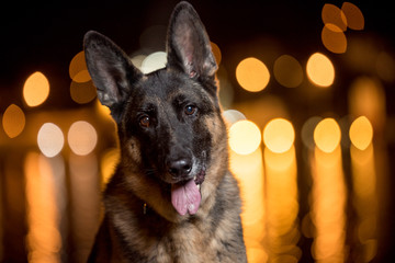 German Shepherd night bokeh Portrait