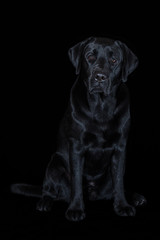 Beautiful young male dog labrador breed on black background