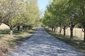 Nature and trees, spring season