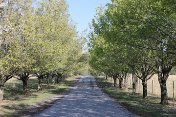 Spring season at the country lonely road