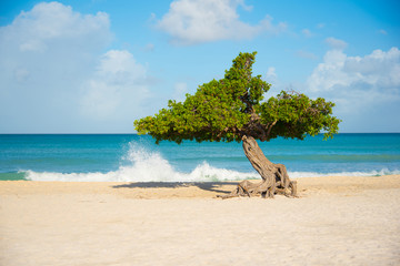 Waves crashing by Divi tree on Eagle Beach, Aruba