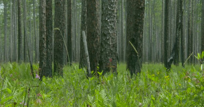 a shoot of the long leaf pine forest
