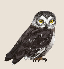 Illustration of an owl