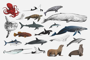 Naklejka premium Styl rysowania ilustracji kolekcji życia morskiego