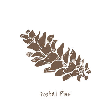Illustration of foxtail pine