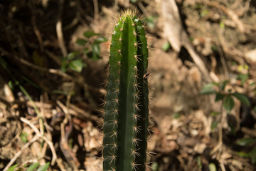 Cactus
