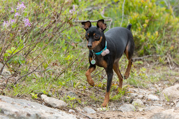 Minpin Dog Walking Outdoors