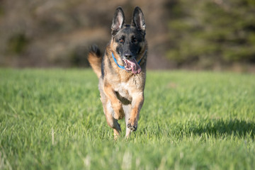 German Shepherd running in a field