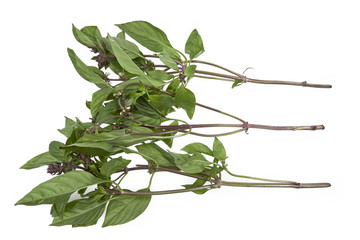 Thai Basil