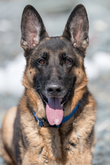 German Shepherd Natural Light Bokeh Portrait
