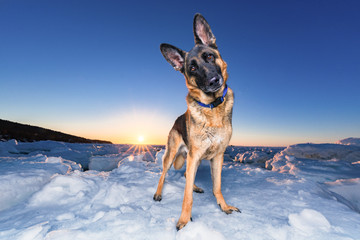 German Shepherd standing on ice with the sun