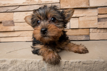Curious Yorkie Puppy