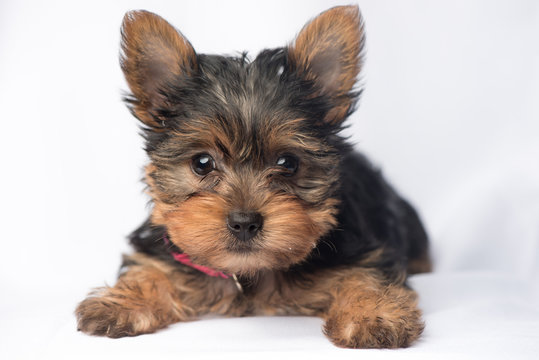 yorkie Puppy White Background