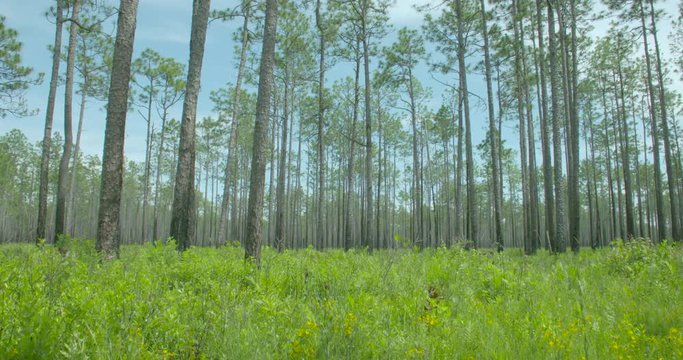 a long leaf pine savannah