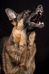 German Shepherd Dog catching food