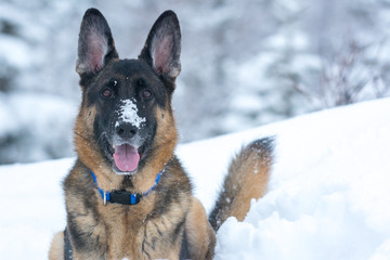 Germen Shepherd sitting in snow