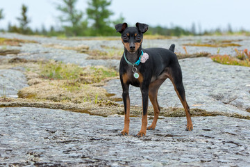 Minpin Dog Walking Outdoors