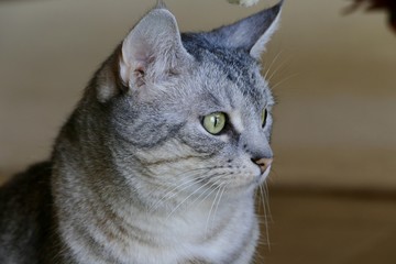 Gray tabby cat