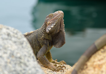 Boss iguana