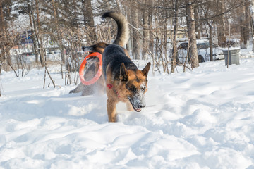 German shepherd playing with its ring toy in deep snow
