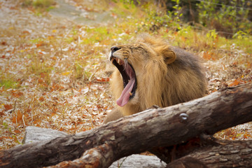 A Lion's Roar