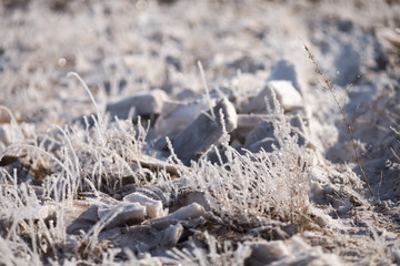 grass in the frost, morning frost