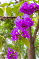Beautiful purple flower of  Lagerstroemia speciosa flower backgrounds