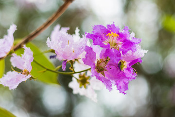 Beautiful purple flower of  Lagerstroemia speciosa flower backgrounds