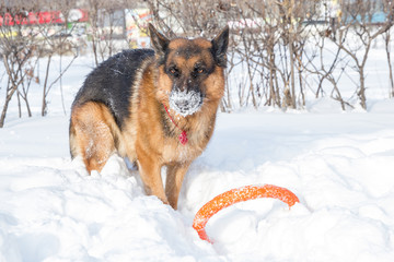 German shepherd playing with its ring toy in deep snow