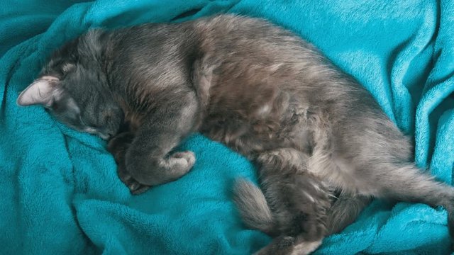 Gray Cat Sleeping On Blue Blanket Top View