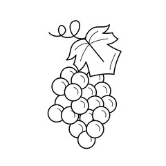 Bunch of grapes vector line icon isolated on white background