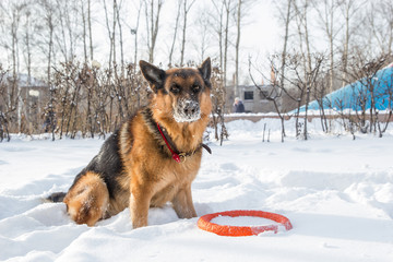German shepherd playing with its ring toy in deep snow