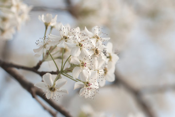 White Blooms of a Pear Tree