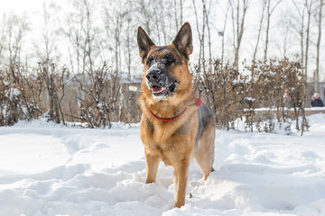 German shepherd playing with its ring toy in deep snow